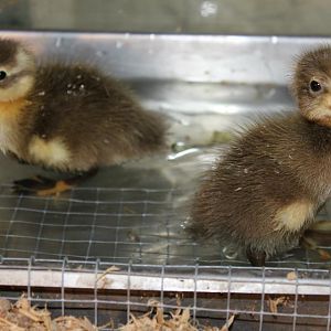Blackfoot and Cheyenne... the first hatchlings from the incubator.