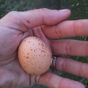 Beautiful egg!