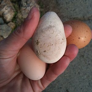 Egg from a chicken that was attacked, she's ok and was reintroduced to the flock