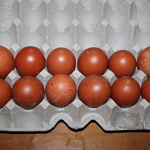 The Marans eggs I won on the auction forum. This pic does not do them justice!
