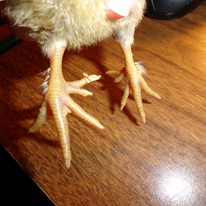 blue crele from farmerChef 4 days old, 5 toes!
