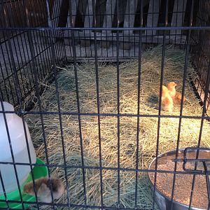 IMG_0321.JPG
The four Buff Brahma chicks I have at the moment
