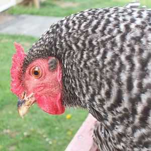 10 month old Dominique
Annabel