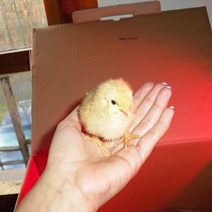 one of my buff orpingtons