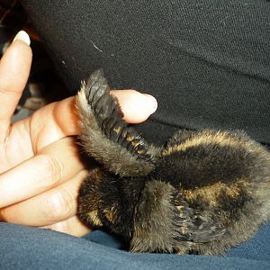 Shes a gold lace wyandotte