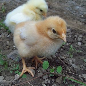 red/white pullets