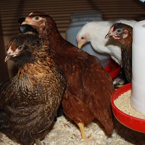 Henny-Penny, Ginny, Goldie and Foggy