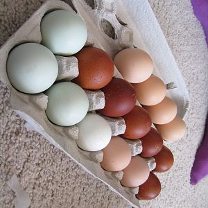 Eggs from pawtraitart!