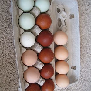 Beautiful eggs from pawrtraitart!