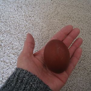 Please hatch and be a girl!