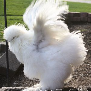 Silkie flapper