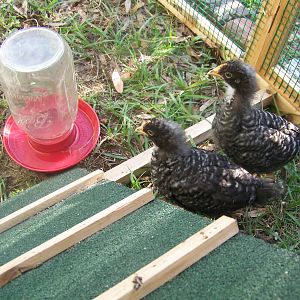 Barred Rocks