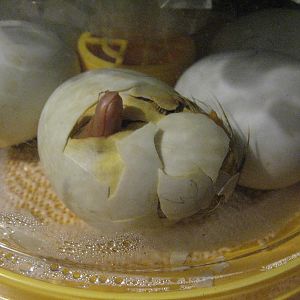 Duckling hatch start