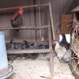 My blue marans roo surveying the options (tacky roost and nest by me not DH)