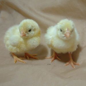 Pair of Shamo chicks, days after