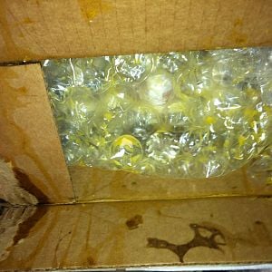 What I saw when I first opened the box. The eggs were obviously broken early in their trip, because the yolks had dried to the point where they had formed a sort of glue, and the yolk glue tore the flap when I opened the box!