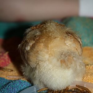 Bella- 1 week old

FUZZY BUTT!