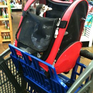Daisy in her backpack at Incredible Pets!