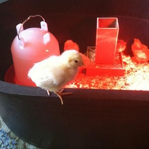 Only three days home and already for a new brooder!