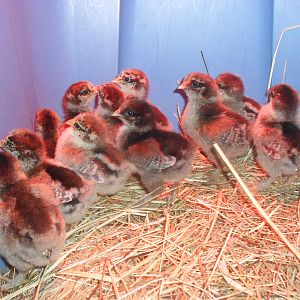 11 remaining chicks at 4 days old (5 went a new home)