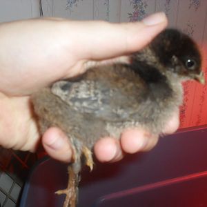 the dark chick at 4 days, definatley keeping her