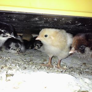 Babies warming up under "momma" heat