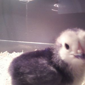 mystery chick "Egg"