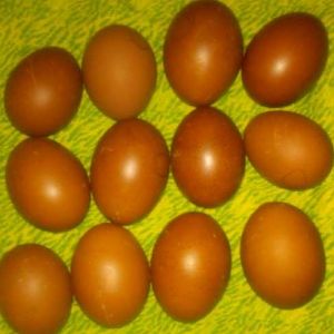 Arielle Eggs
