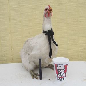 BrettMO Colonel Sanders