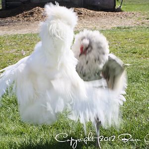 Elliot and Pippa (Splash Ameraucana).