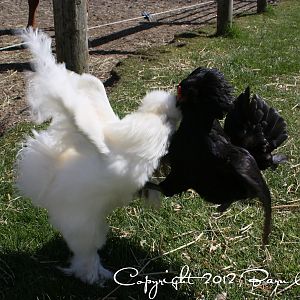 Elliot doesn't care. He's in love. (With Jennifer Lopez - Black Ameraucana hen - not convinced she loves him .... )