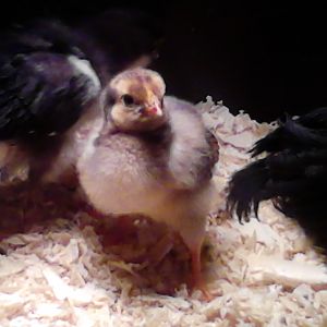 little jay-c