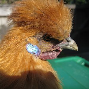 Buff Silkie 12 wks Tina/Tony (IDEAL)