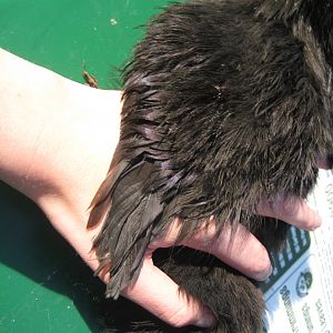 Speedbump, Black Silkie 12 wks (IDEAL)
This is her left wing