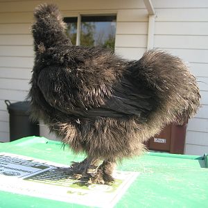 Speedbump, Black Silkie 12 wks (IDEAL)