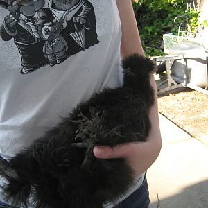 Speedbump is content to be held on her back with her feet in the air sleeping against my belly. She thinks that it's normal.
Speedbump, Black Silkie 12 wks (IDEAL)