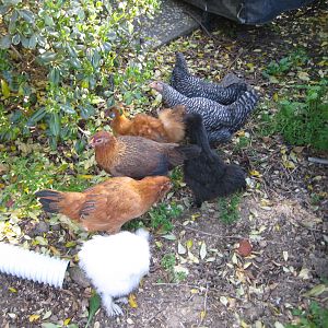 All 7 girls, out to free range for a little while once I'm home. They do like to stay in their one little clump. 12 weeks