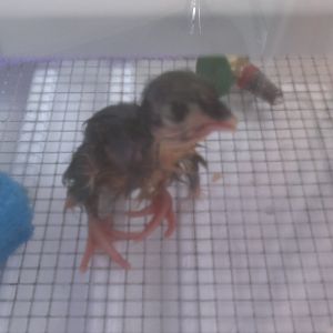 Blue Wyandotte baby!