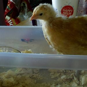 (null)_2