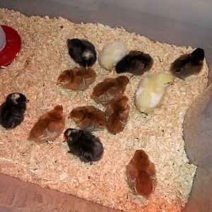 My new chicks
