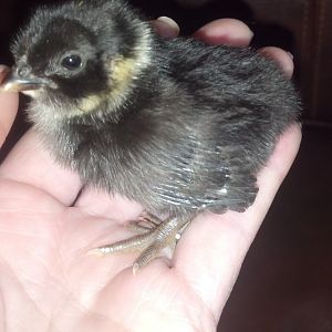chick 4 at 5 days