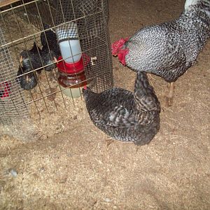 Little Richard and Lady Gaga checking out the girls
