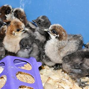 silkie chicks