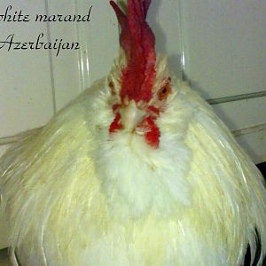 white marand roosters