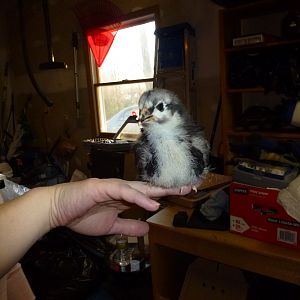 Happy Feet happily perching
2 weeks, 5 days