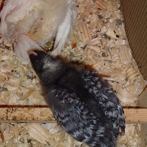 Barred feathers
3 weeks