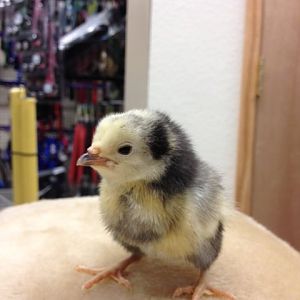 mystery chick 1