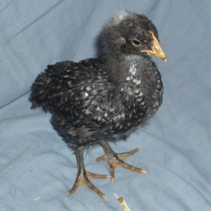 Barbara, my barred rock.