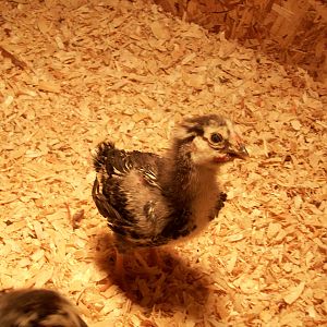 Phyllis (thinking this ones a rooster)