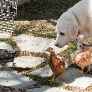 Cecil, Lily, Deloris and Tehya our 11 year old Lab
